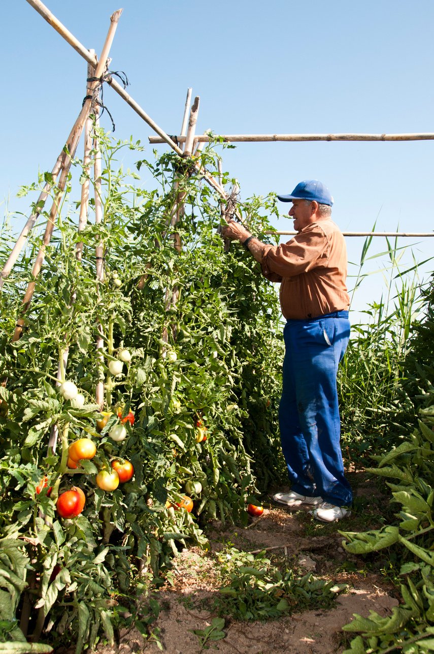 farmer