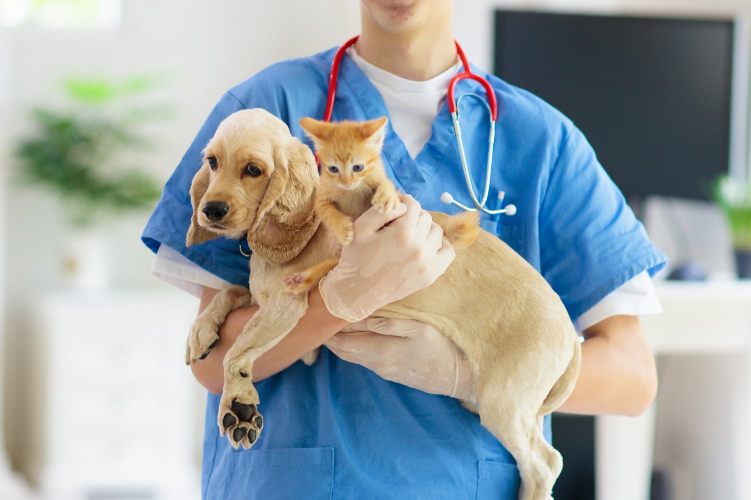 Vet with dog and cat. Puppy and kitten at doctor.